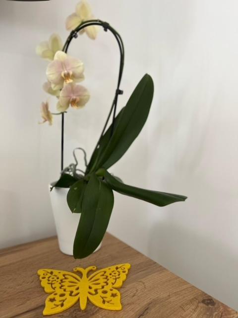 Apartma Ela Zgornje Gorje 外观 照片